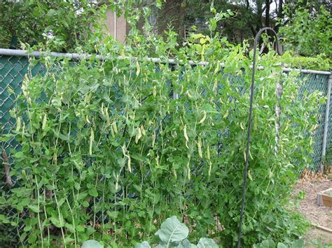 Grow your own snow peas – small green things