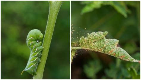 10 Tomato Pests That Will Destroy Your Tomato Plants - Tomato Bible