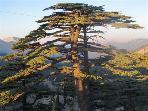 Cedar Of Lebanon Tree Leaves - Miinullekko