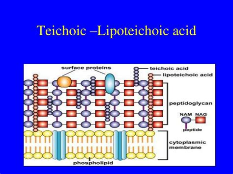 PPT - Cell Biology PowerPoint Presentation, free download - ID:2768111