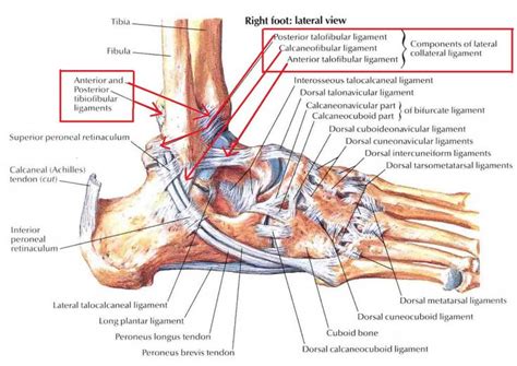 Sprained Ankle Anatomy - Human Anatomy Diagram | Ankle anatomy ...