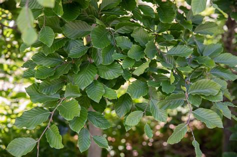 Five Common Varieties of Beech Trees