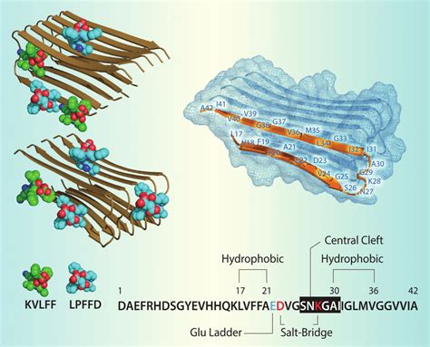 The structure of Aβ. Right, schematic of the Aβ 42 amyloid fibril ...