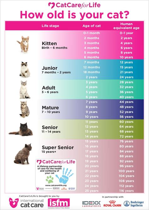 How to tell your cat's age in human years | International Cat Care ...