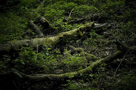 Marshy area stock photo. Image of roots, area, trees - 55679904