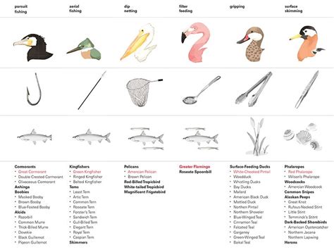 bird beak adaptations | Animal science lessons, Science teaching ...