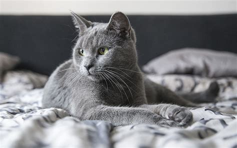 100 Great Names For Grey Cats From The Happy Cat Site