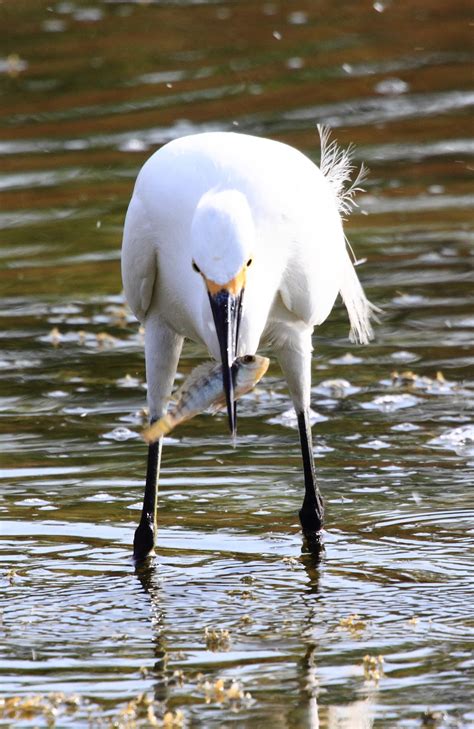 Fish Eating Birds: Tricks and Techinques - HubPages