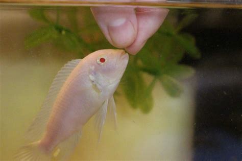 How To Train Your Fish To Do Tricks - Amazing Animal Tricks