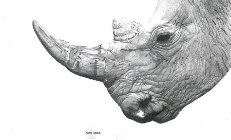 Pencil Rhino Drawing by Cindy Earle | Fine Art America