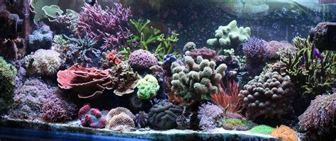 Reef Tank Aquascaping (Ideas) | Reef Tank Resource