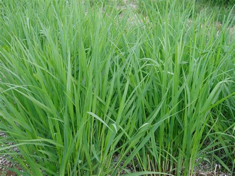 Lovegrass Farm: Panicum virgatum Ornamental Grass at Lovegrass Farm