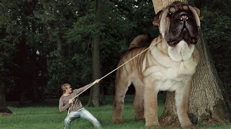 Top 10 BIGGEST Dog Breeds | Dog breeds, Large dog breeds, Top 10 dog breeds