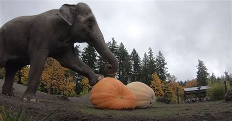 Elephants Squishing and Eating Giant Pumpkins is Seriously Satisfying ...