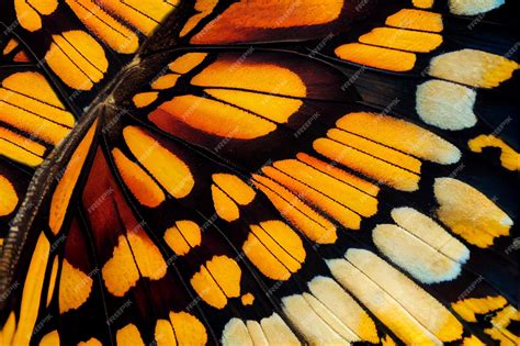 Premium Photo | Butterfly Wing Texture Background Insect Wings Macro ...