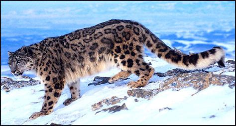 Snow Leopard Hunting Prey - Alumn Photograph