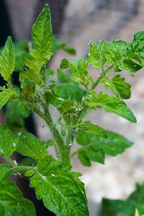 How To Keep Aphids Off Tomato Plants - 4 Simple Tips To Success