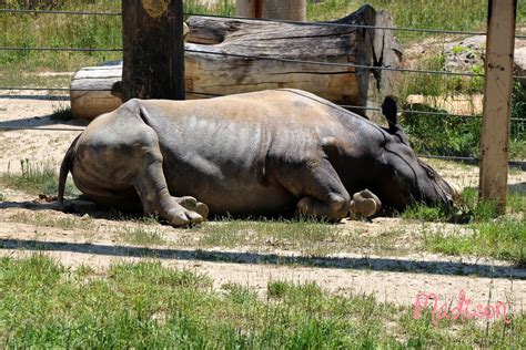 Welcome to the Denver Zoo! | AnnMarie John LLC | A Travel and Lifestyle ...