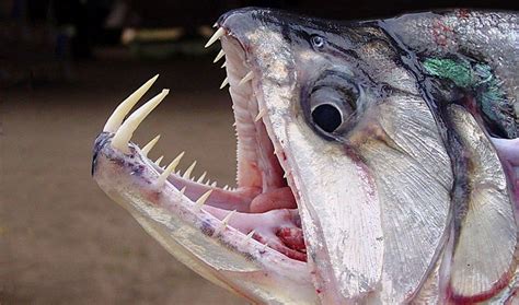 10 Terrifying And Deadly Animals Of The Amazon River