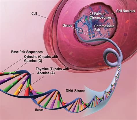 Chromosomes Genes And Dna Worksheet