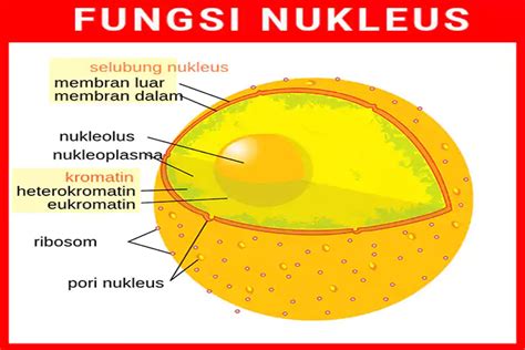 Fungsi Nukleus Pada Sel Tumbuhan - Homecare24