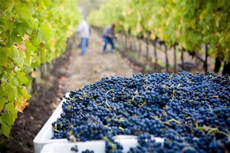 Get ready for grape harvest – eVineyard blog