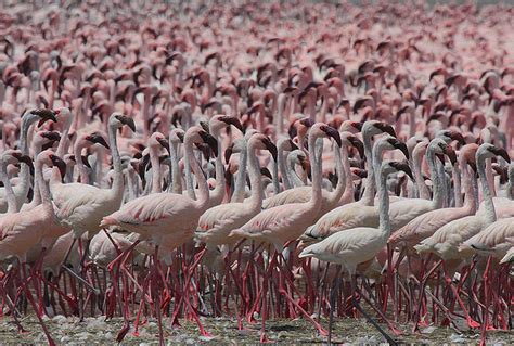 Millions of Flamingos flock Lake Bogoria - News For Kids, World News ...