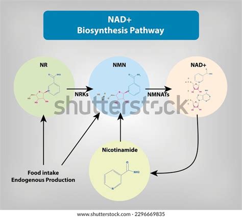 Nad Biosynthesis Pathway Food Intake Nr Stock Vector (Royalty Free ...