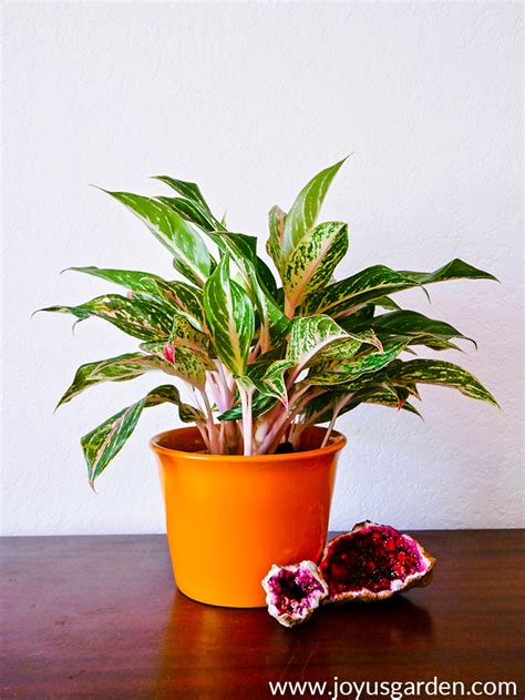 Chinese Evergreen Care and Growing Tips | Joy Us Garden