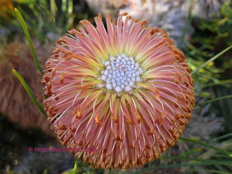 PlantFiles Pictures: Banksia Species, Violet Banksia (Banksia violacea ...