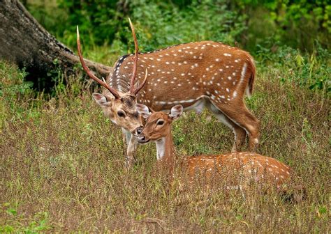 Jungle Deer Animal | RAINFOREST ANIMAL