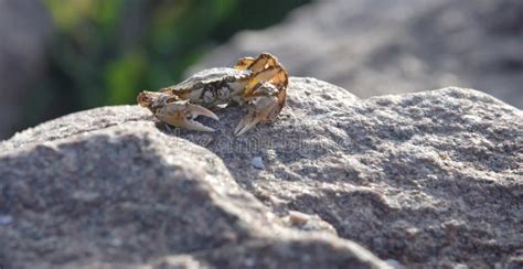 Mangrove Crab stock image. Image of biological, detail - 7013993