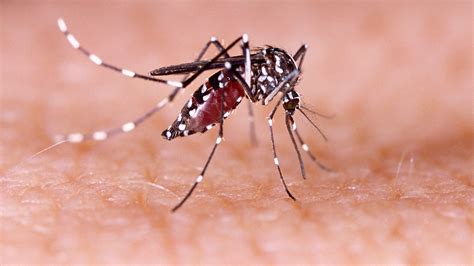 Aedes aegypti mosquitoes found across Ventura County