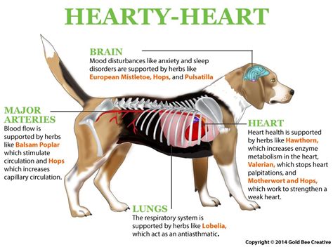 Heart Supplements for Dogs | Hearty-Heart | NHV Natural Pet Products