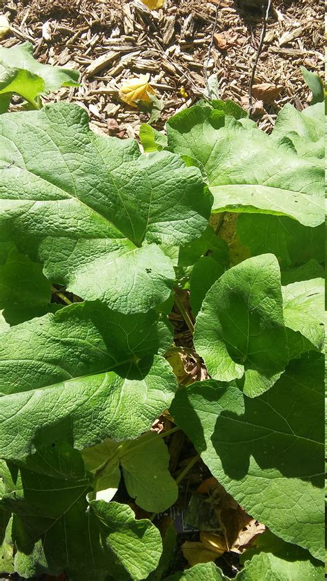 50 Burdock Seeds Burr Seed Clotbur Seeds Cocklebur Cockle | Etsy