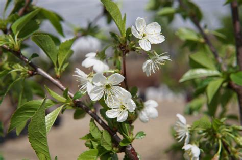 Evans Sour Cherry Tree • Kiwi Nurseries Ltd