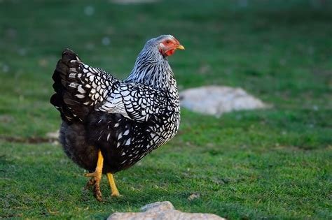 The Complete Silver Laced Wyandotte Care Guide | Chickens And More