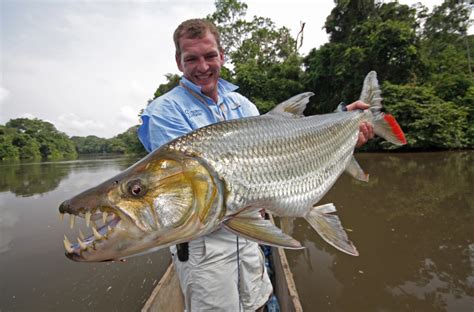 Big Fishes of the World: GOLIATH TIGERFISH (Hydrocynus goliath)