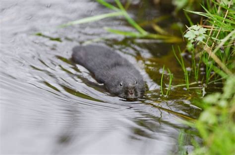 Water Vole - Roy Dennis Wildlife Foundation