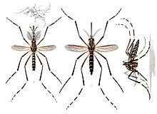 Aedes aegypti - Wikipedia