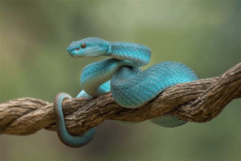 15 Types of Blue Snakes With Pictures - More Reptiles