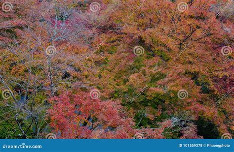 Autumn Scenery in Kyoto, Japan Stock Photo - Image of bridge, oriental ...