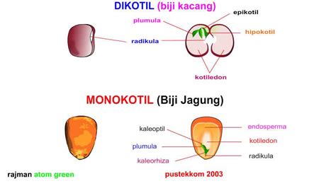 Struktur Biji Dikotil dan Monokotil (VIDEO ANIMASI) | BLOG SAINS