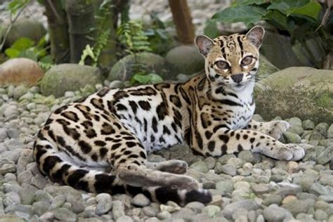 √Ini Dia! 8 Jenis Kucing Hutan yang Populer untuk Dipelihara