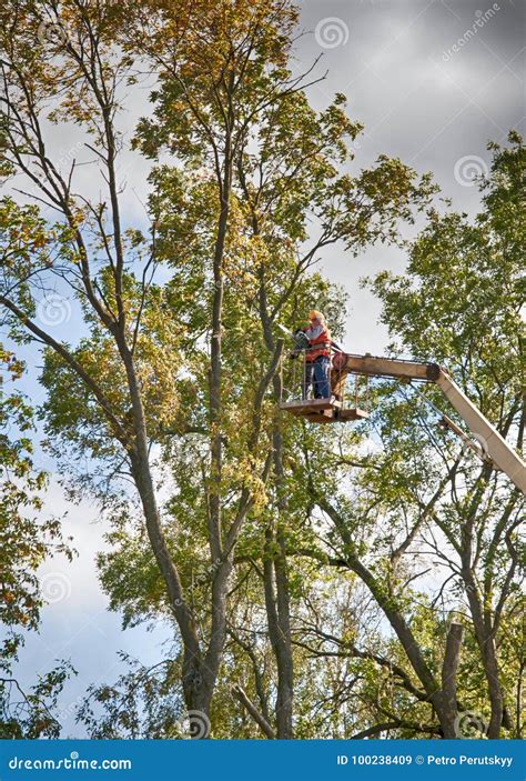 Pruning trees stock image. Image of activity, spring - 100238409