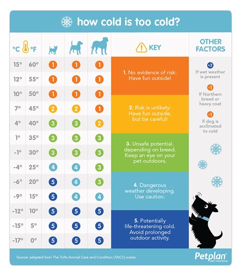 How cold is too cold for your dog?