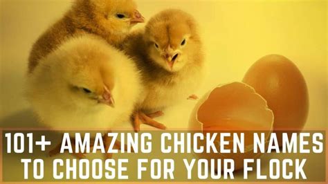 101+ Amazing Chicken Names To Choose For Your Flock!