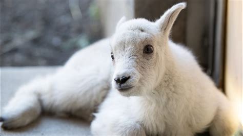 Seattle's Woodland Park Zoo welcomes first baby mountain goat in 23 ...