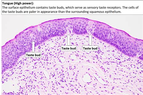 Tongue – Normal Histology – NUS Pathweb :: NUS Pathweb