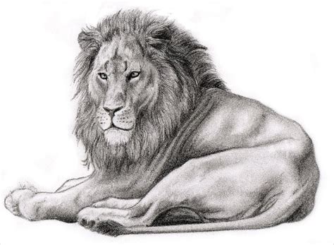 Realistic Lion Pencil Drawing - bestpencildrawing